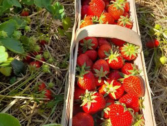 gospodarstwo-sadowniczo-ogrodnicze-sadmal-gwozdziec (9).jpg