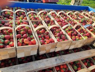 gospodarstwo-sadowniczo-ogrodnicze-sadmal-gwozdziec (15).jpg