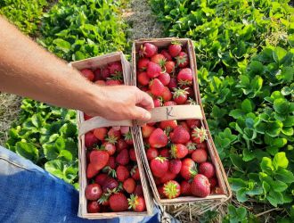 gospodarstwo-sadowniczo-ogrodnicze-sadmal-gwozdziec (14).jpg