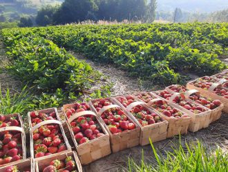 gospodarstwo-sadowniczo-ogrodnicze-sadmal-gwozdziec (16).jpg