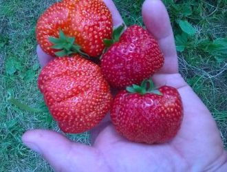 gospodarstwo-sadowniczo-ogrodnicze-sadmal-gwozdziec (22).jpg