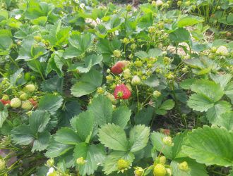 gospodarstwo-sadowniczo-ogrodnicze-sadmal-gwozdziec (13).jpg