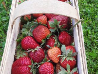 gospodarstwo-sadowniczo-ogrodnicze-sadmal-gwozdziec (3).jpg