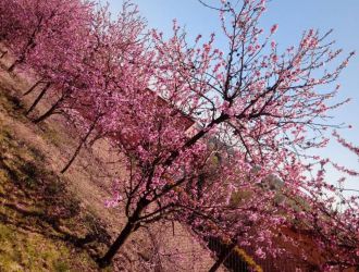 gospodarstwo-sadowniczo-ogrodnicze-sadmal-gwozdziec (25).jpg