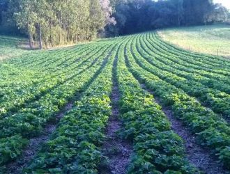 gospodarstwo-sadowniczo-ogrodnicze-sadmal-gwozdziec (20).jpg