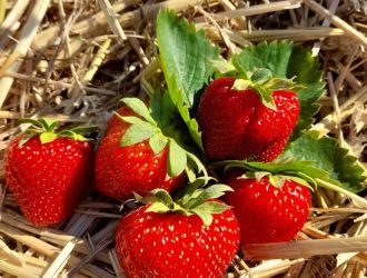 gospodarstwo-sadowniczo-ogrodnicze-sadmal-gwozdziec (30).jpg