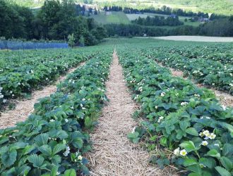 gospodarstwo-sadowniczo-ogrodnicze-sadmal-gwozdziec (18).jpg