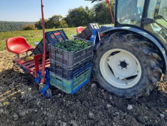 gospodarstwo-sadowniczo-ogrodnicze-sadmal-gwozdziec (19).jpg