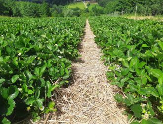 gospodarstwo-sadowniczo-ogrodnicze-sadmal-gwozdziec (8).jpg