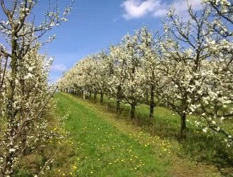 gospodarstwo-sadowniczo-ogrodnicze-sadmal-gwozdziec (24).jpg