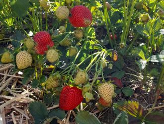 gospodarstwo-sadowniczo-ogrodnicze-sadmal-gwozdziec (10).jpg