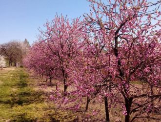 gospodarstwo-sadowniczo-ogrodnicze-sadmal-gwozdziec (28).jpg