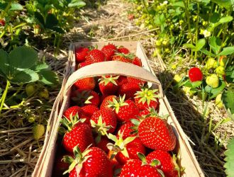 gospodarstwo-sadowniczo-ogrodnicze-sadmal-gwozdziec (6).jpg