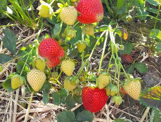 gospodarstwo-sadowniczo-ogrodnicze-sadmal-gwozdziec (2).jpg