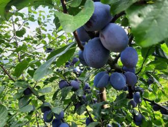 gospodarstwo-sadowniczo-ogrodnicze-sadmal-gwozdziec (26).jpg