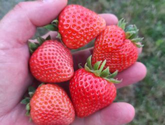 gospodarstwo-sadowniczo-ogrodnicze-sadmal-gwozdziec (7).jpg