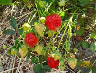 gospodarstwo-sadowniczo-ogrodnicze-sadmal-gwozdziec (4).jpg